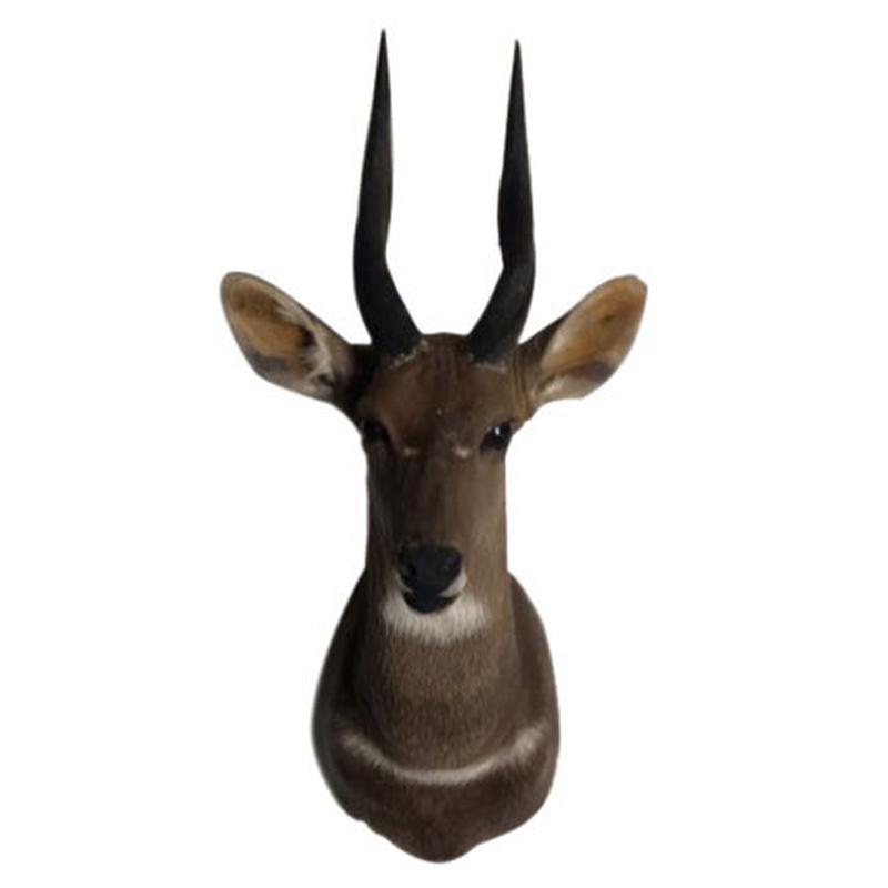 Bushbuck Shoulder Mount BSM01 - Image 5