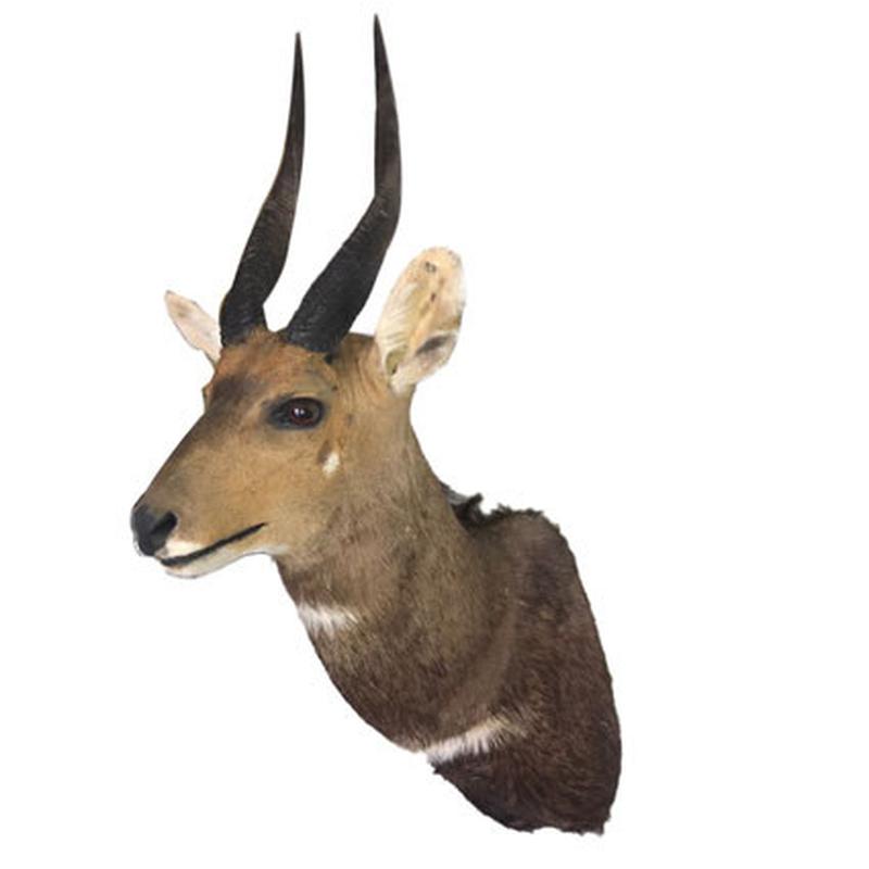 Bushbuck Shoulder Mount BSM01 - Image 6