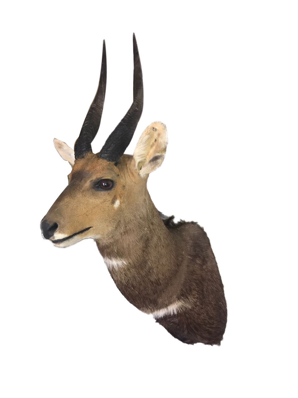 Bushbuck Shoulder Mount BSM01 - Image 7