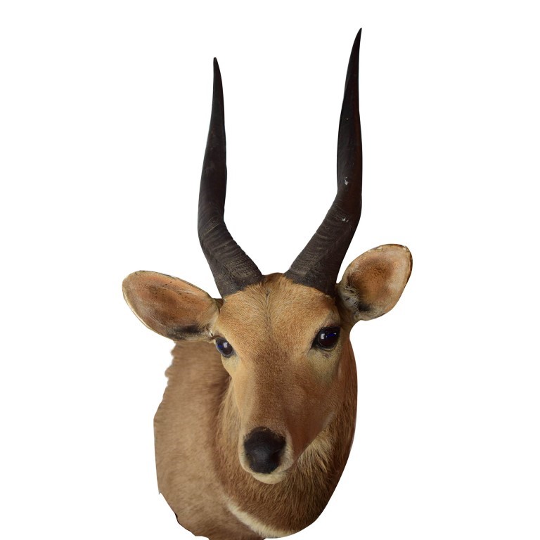 Bushbuck Shoulder Mount BSM02 - Image 2