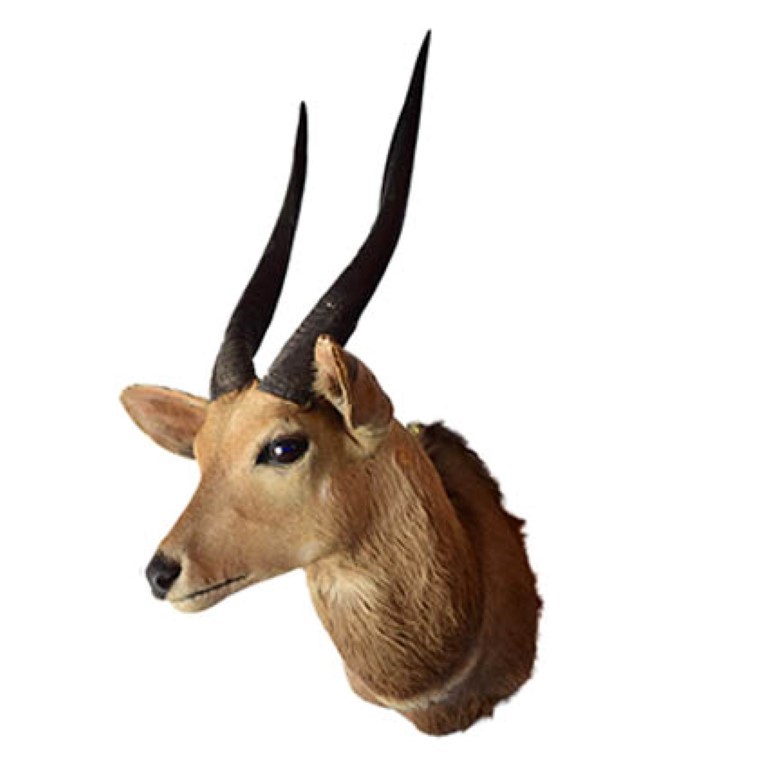 Bushbuck Shoulder Mount BSM02 - Image 3