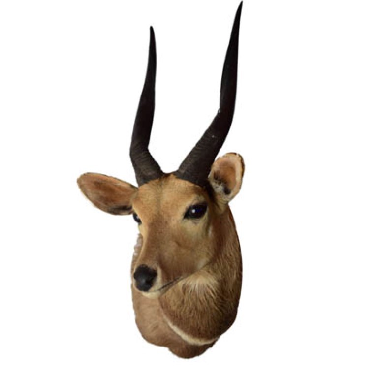 Bushbuck Shoulder Mount BSM02 - Image 4