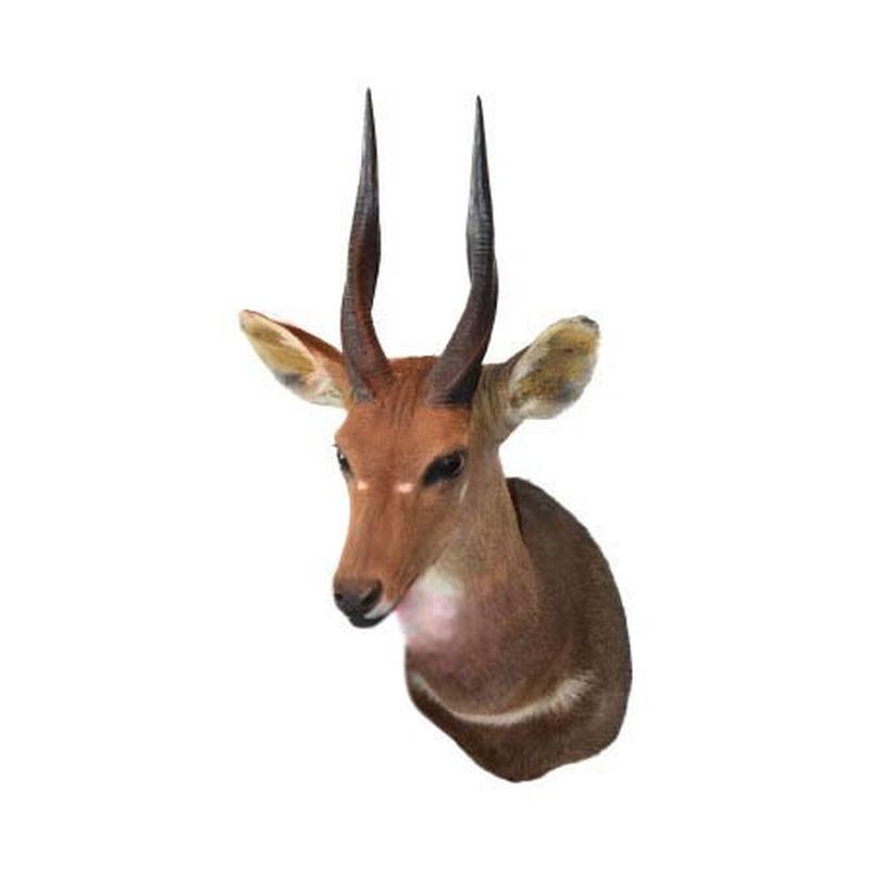 Bushbuck Shoulder Mount BSM06 - Image 2