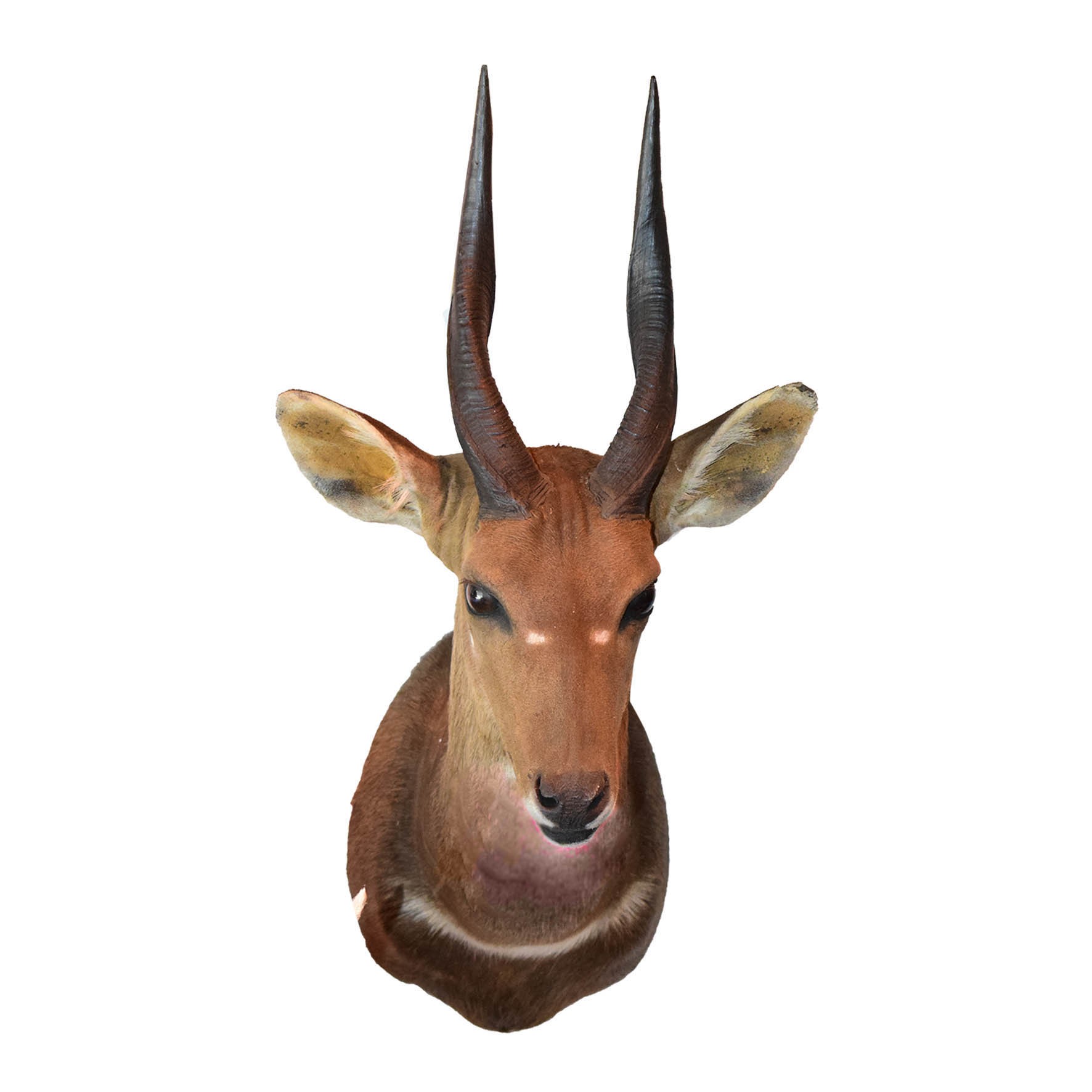 Bushbuck Shoulder Mount BSM06