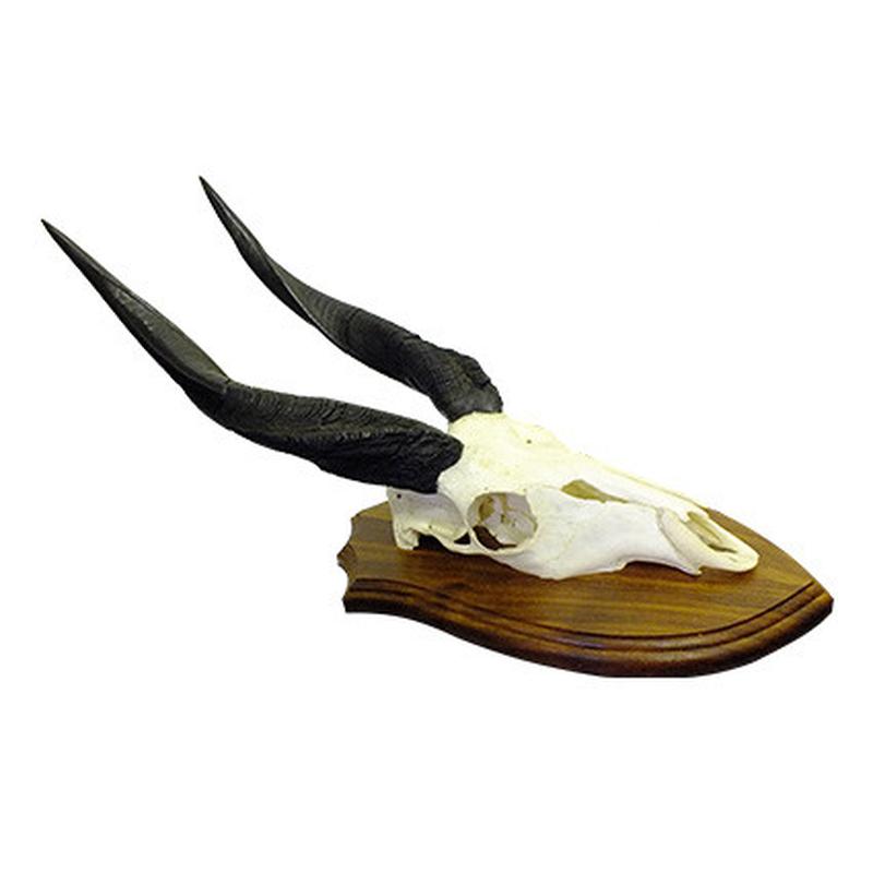 Bushbuck Skull Mount BSM1 - Image 2