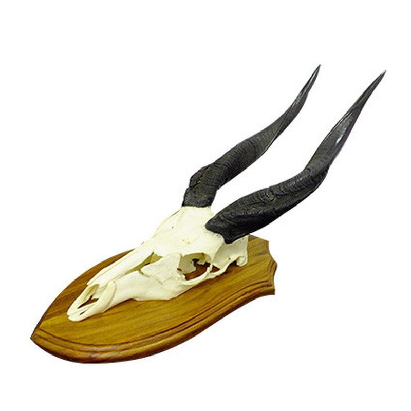 Bushbuck Skull Mount BSM1 - Image 4