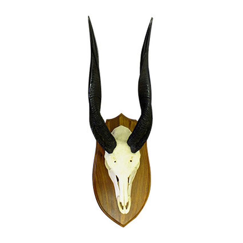Bushbuck Skull Mount BSM1