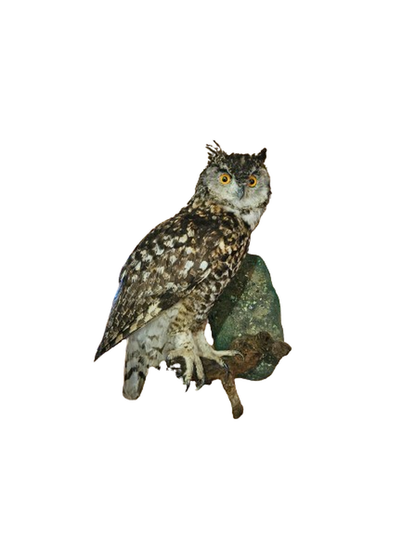Cape Eagle Owl