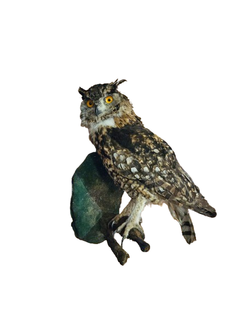 Cape Eagle Owl