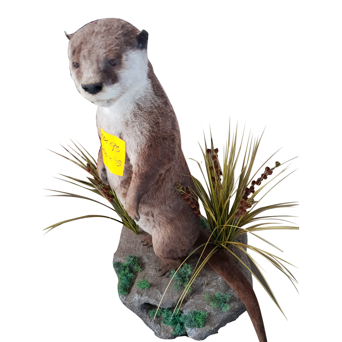 Cape Otter