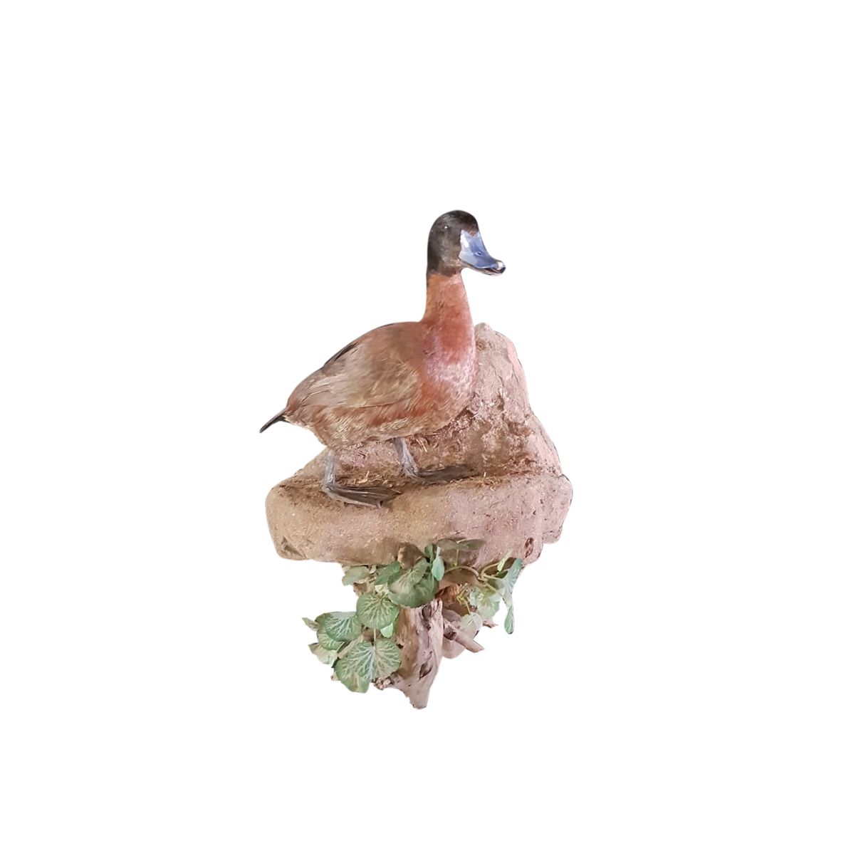 CAPE TEAL DUCK MOUNT - Image 2