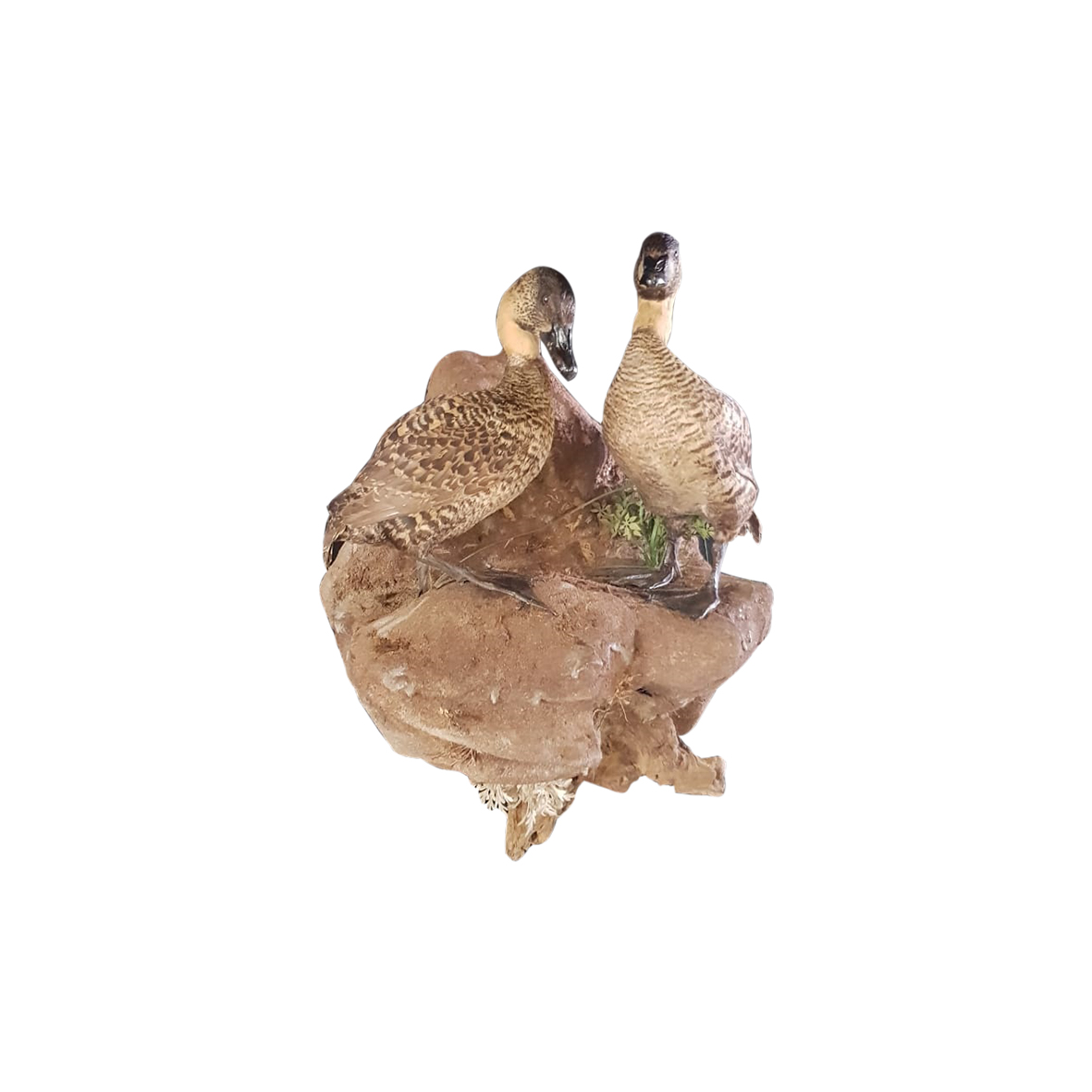 CAPE TEAL DUCK MOUNT PAIR - Image 2