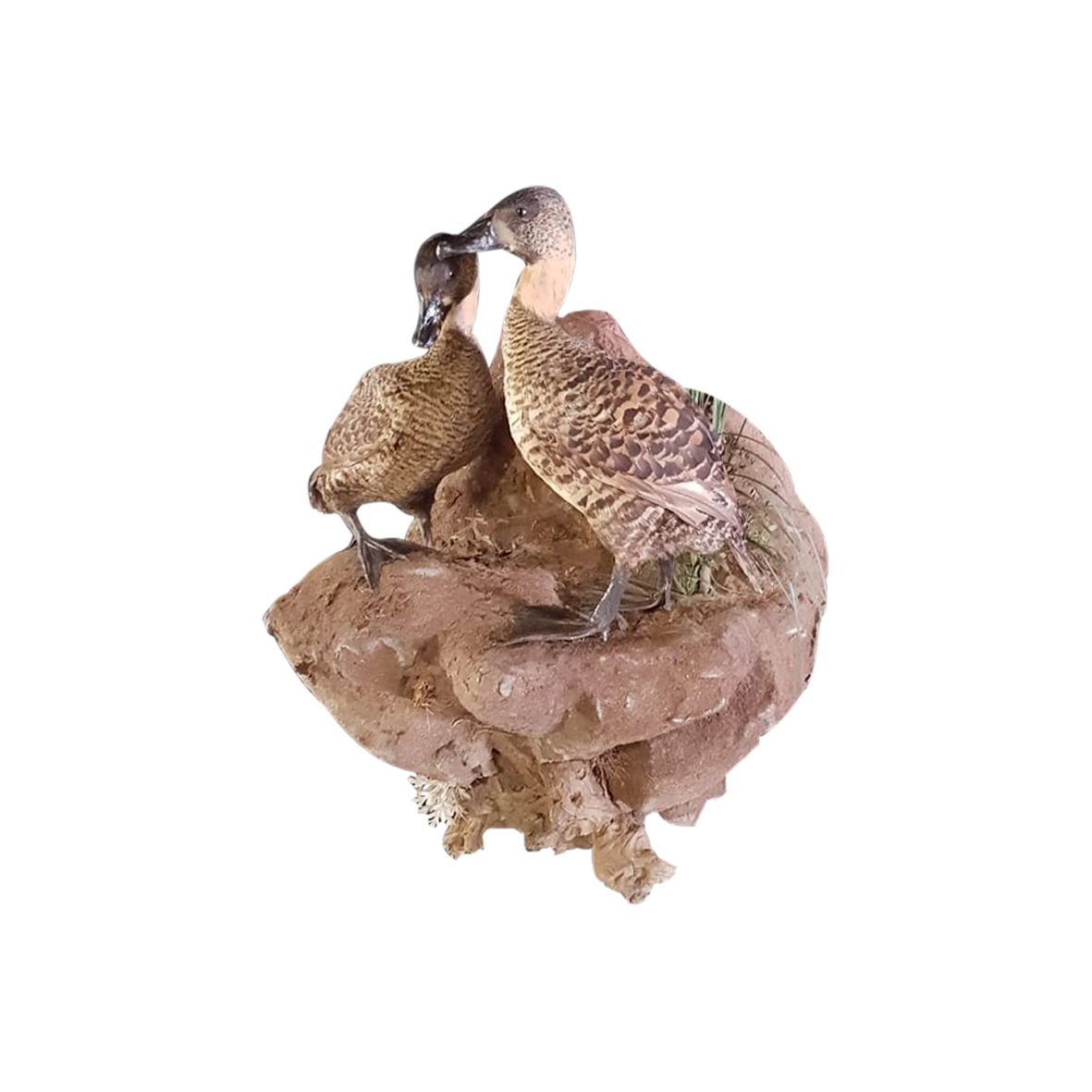 CAPE TEAL DUCK MOUNT PAIR