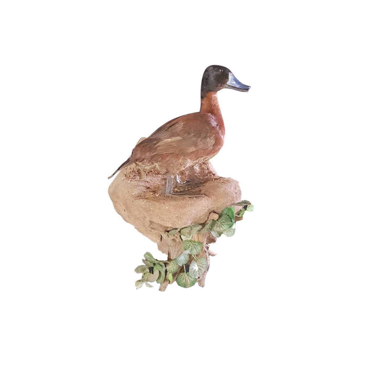 CAPE TEAL DUCK MOUNT