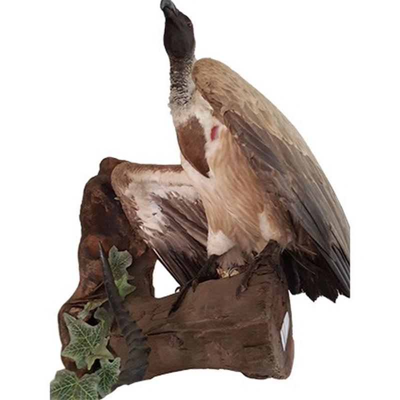 Cape Vulture - Image 2