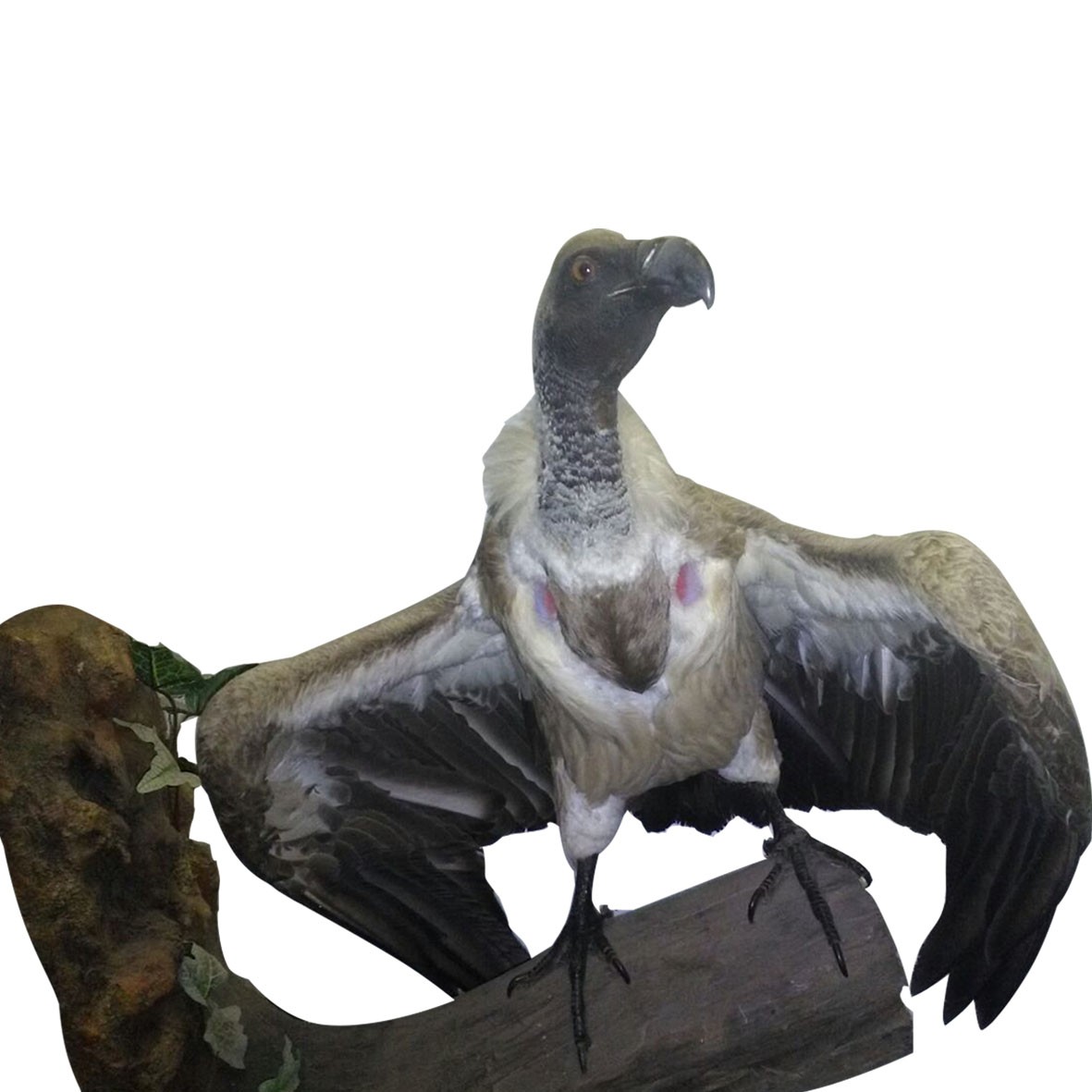 Cape Vulture