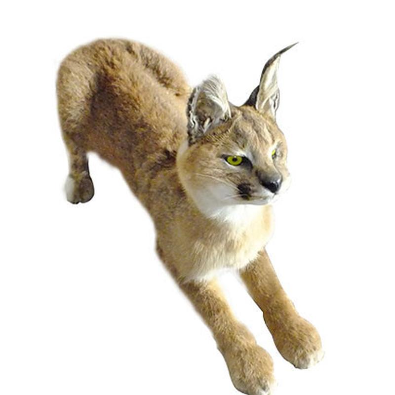 Caracal Full Mount CFM02