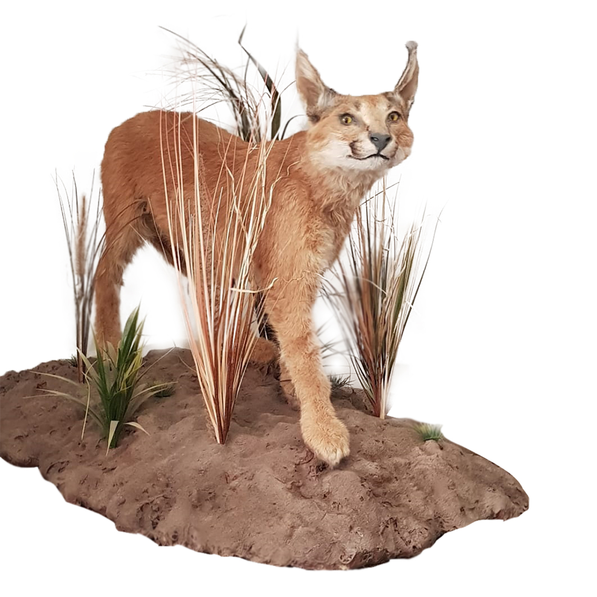 CARACAL FULL MOUNT CFM0SC
