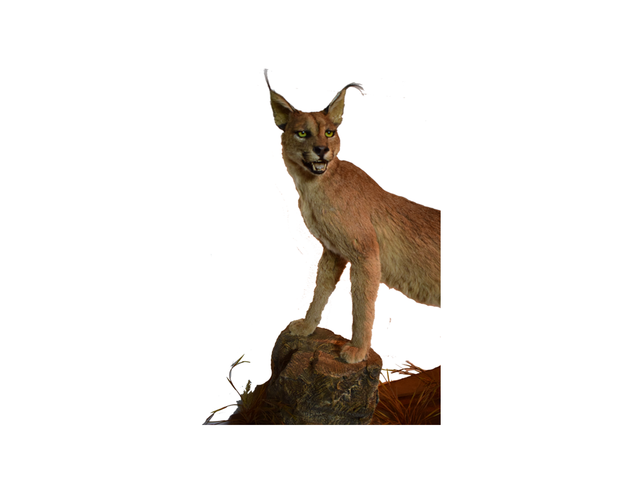Caracal Full Mount - CR1 - Image 2