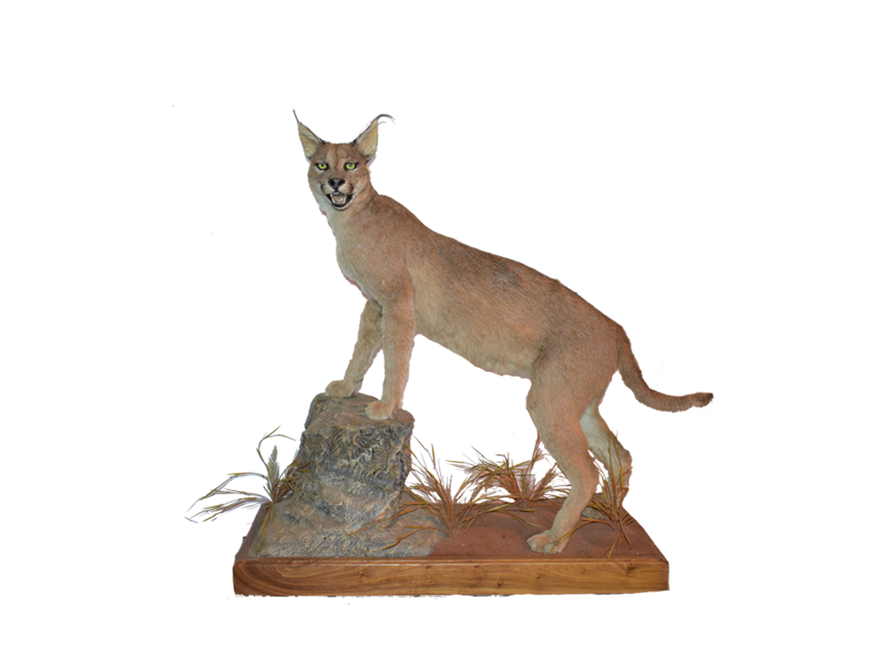 Caracal Full Mount - CR1