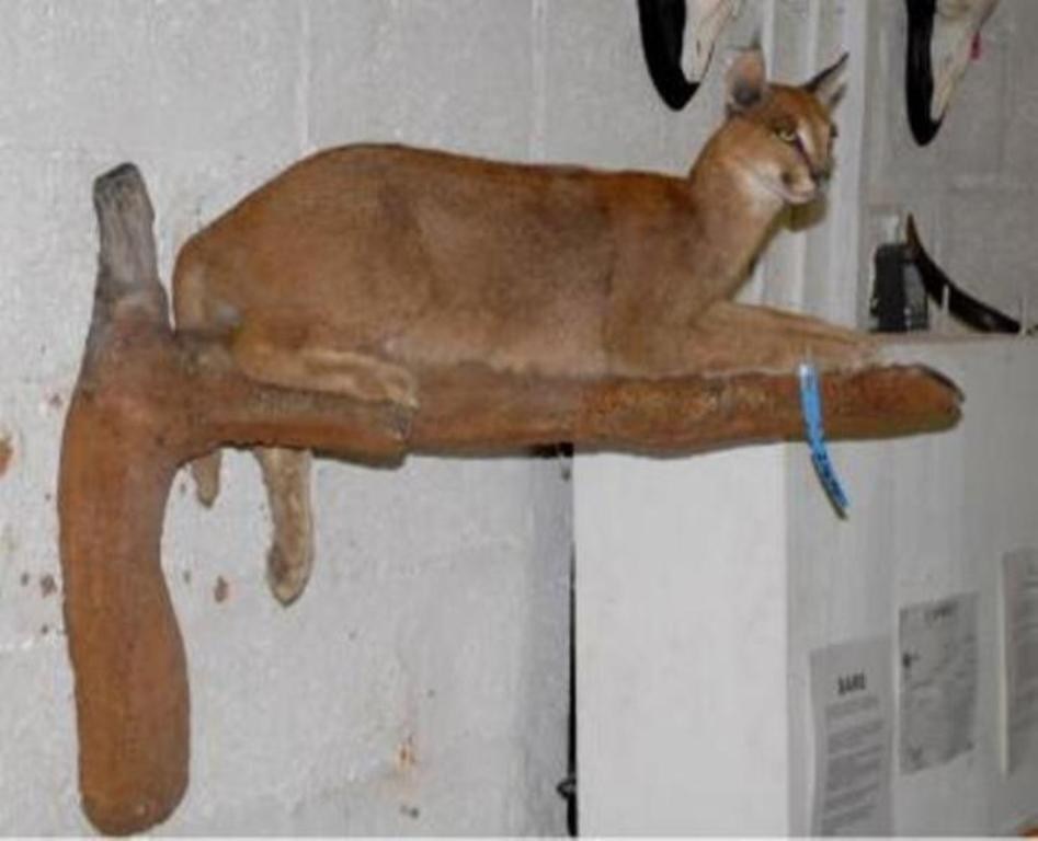Caracal Full Mount For Sale - CR - Image 2
