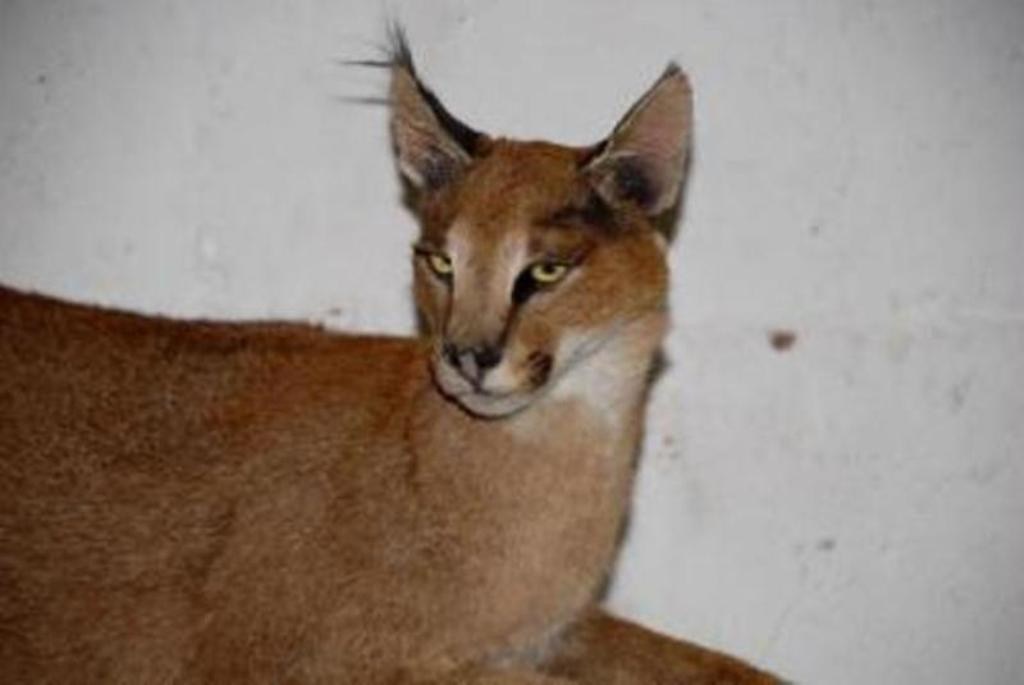 Caracal Full Mount For Sale - CR - Image 3
