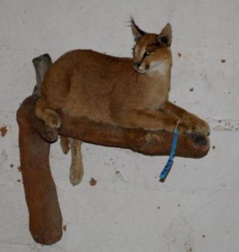 Caracal Full Mount For Sale - CR - Image 4