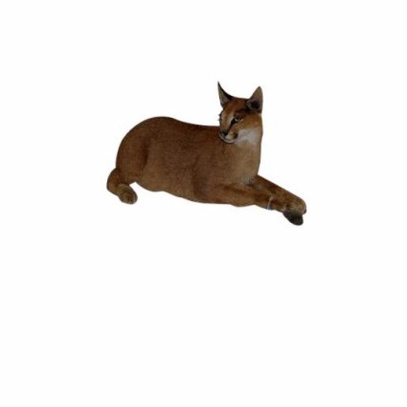 Caracal Full Mount For Sale - CR