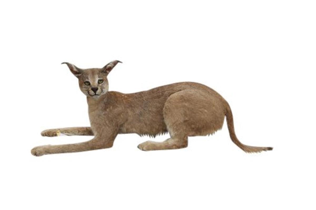Caracal Full Mount For Sale. - CRFM1 - Image 2