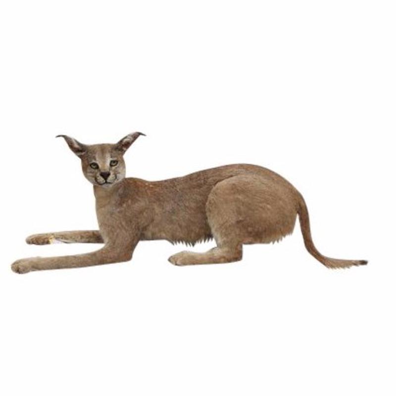 Caracal Full Mount For Sale. - CRFM1