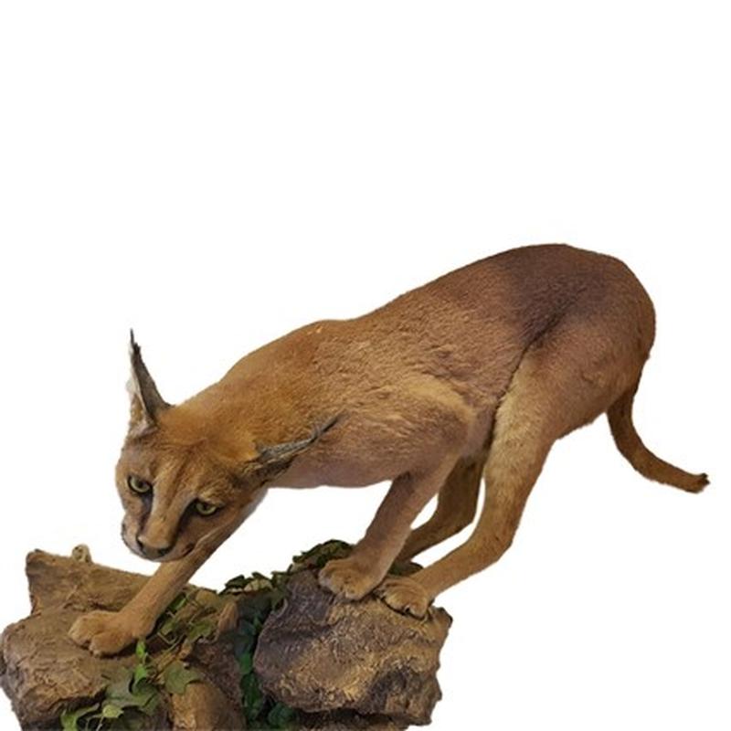 Caracal Full Mount On Base CFM02
