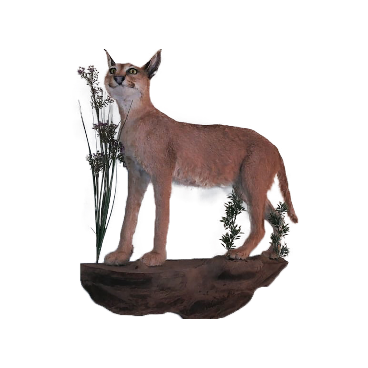 CARACAL FULL MOUNT ON BASE CFMW1 - Image 2