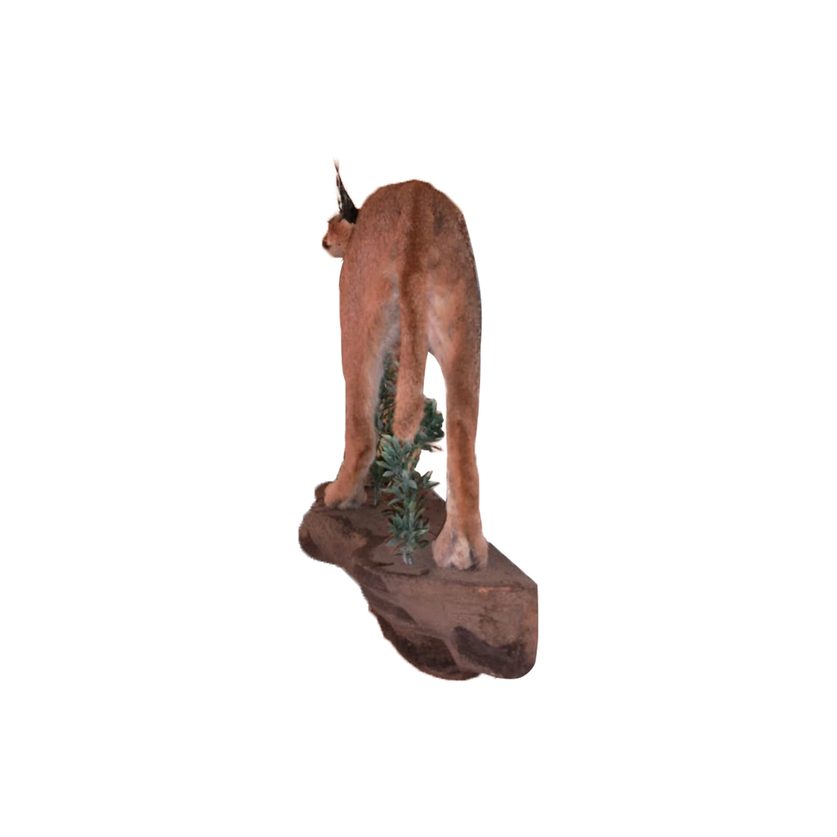 CARACAL FULL MOUNT ON BASE CFMW1 - Image 3