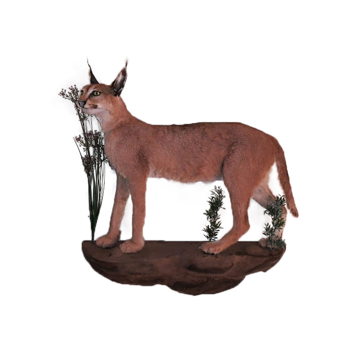 CARACAL FULL MOUNT ON BASE CFMW1 - Image 4