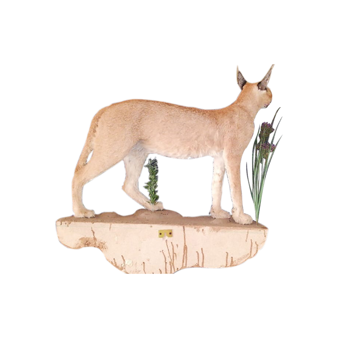 CARACAL FULL MOUNT ON BASE CFMW1 - Image 5