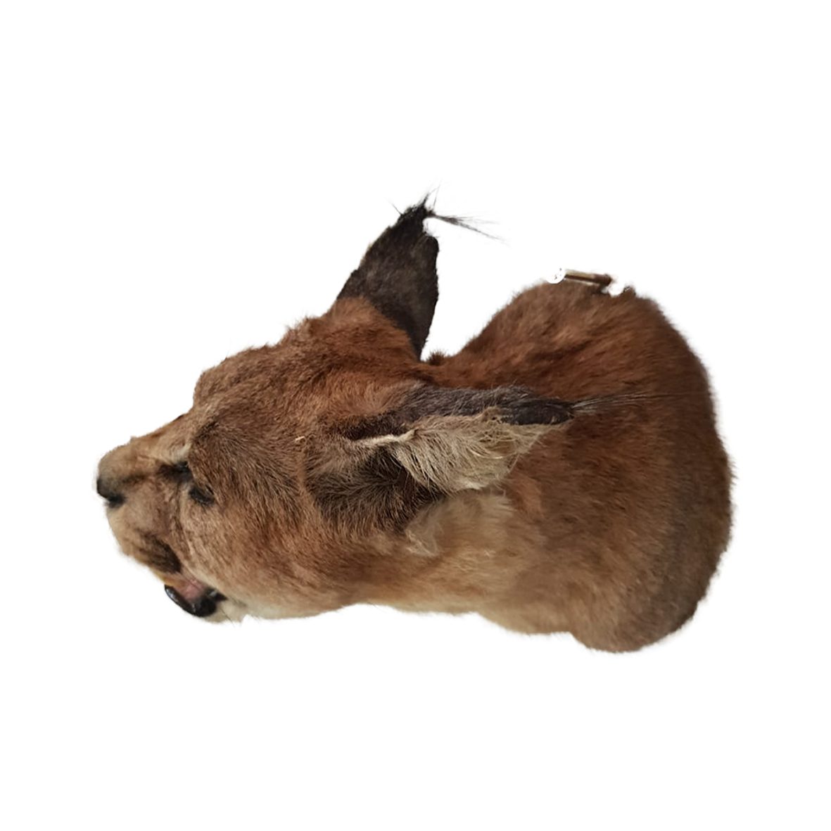 Caracal Shoulder Mount - Image 2