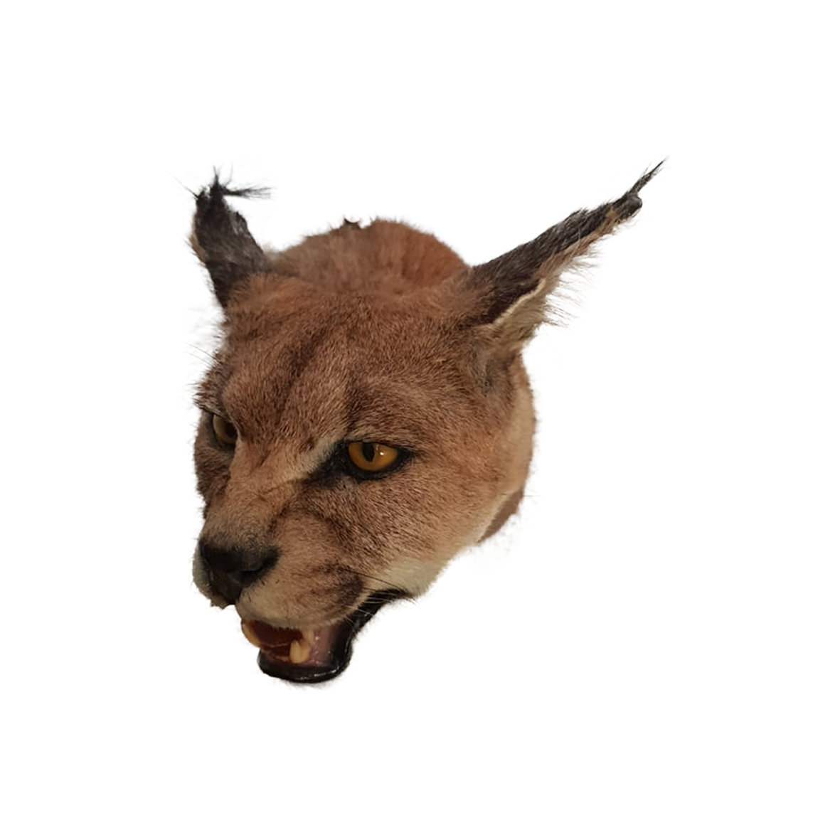 Caracal Shoulder Mount - Image 3