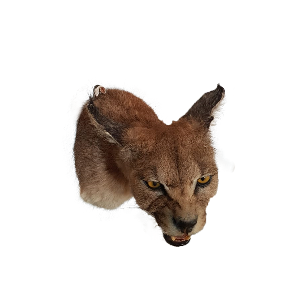Caracal Shoulder Mount - Image 4