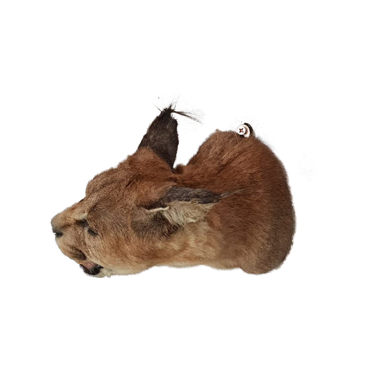 Caracal Shoulder Mount - Image 5