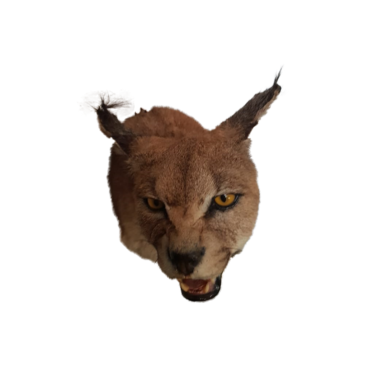 Caracal Shoulder Mount - Image 6