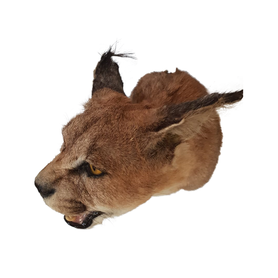 Caracal Shoulder Mount