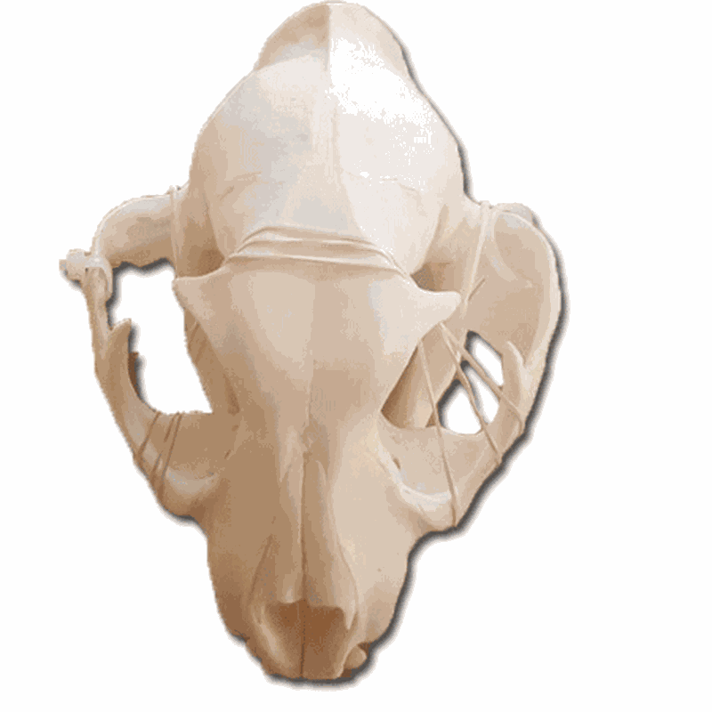 Caracal Skul CS1 - Image 3