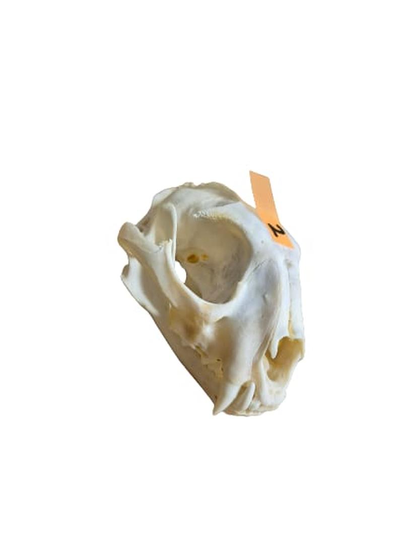 Caracal Skull - CLS002 - Image 2