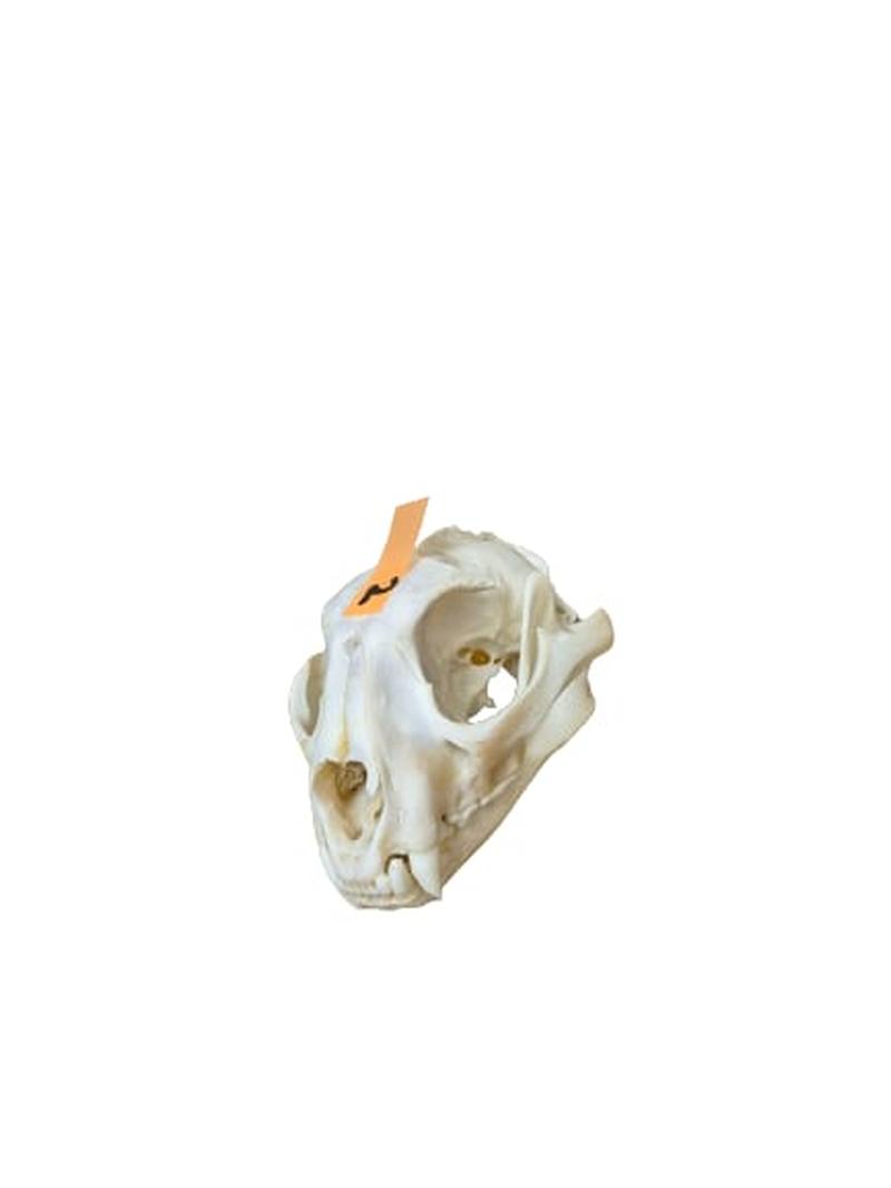 Caracal Skull - CLS002 - Image 3