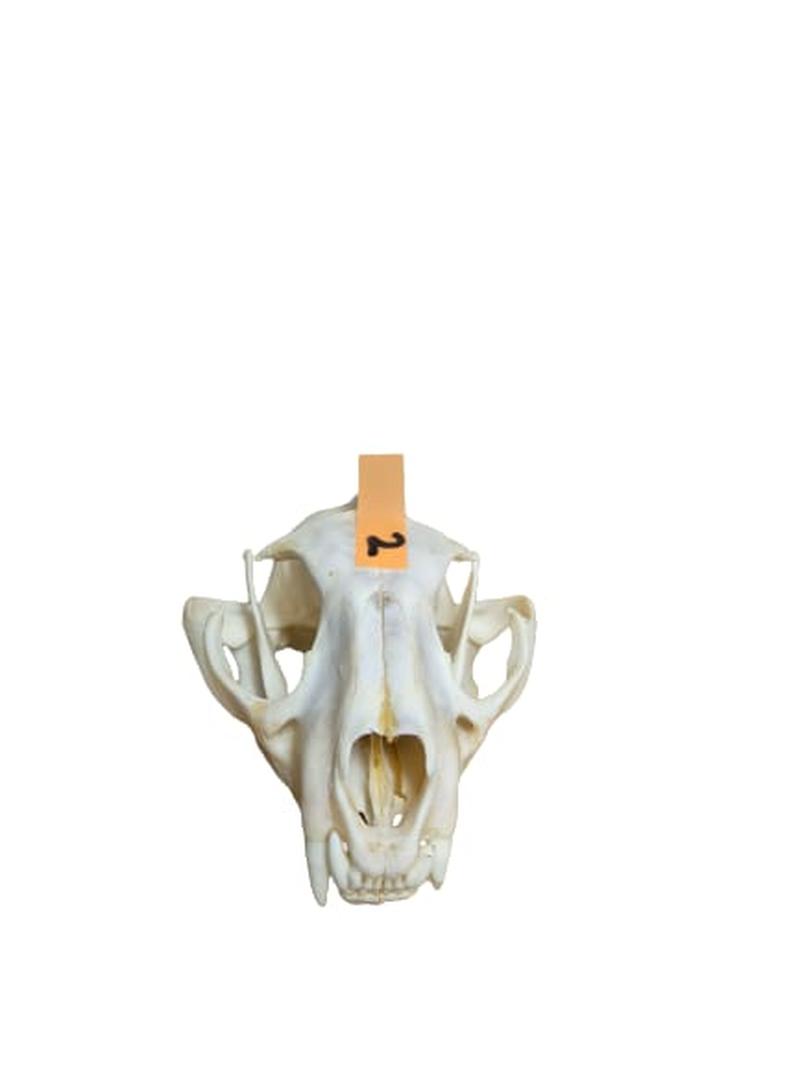 Caracal Skull - CLS002