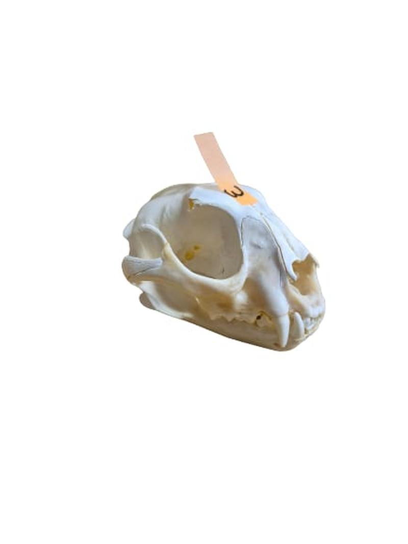 Caracal Skull - CLS003 - Image 2