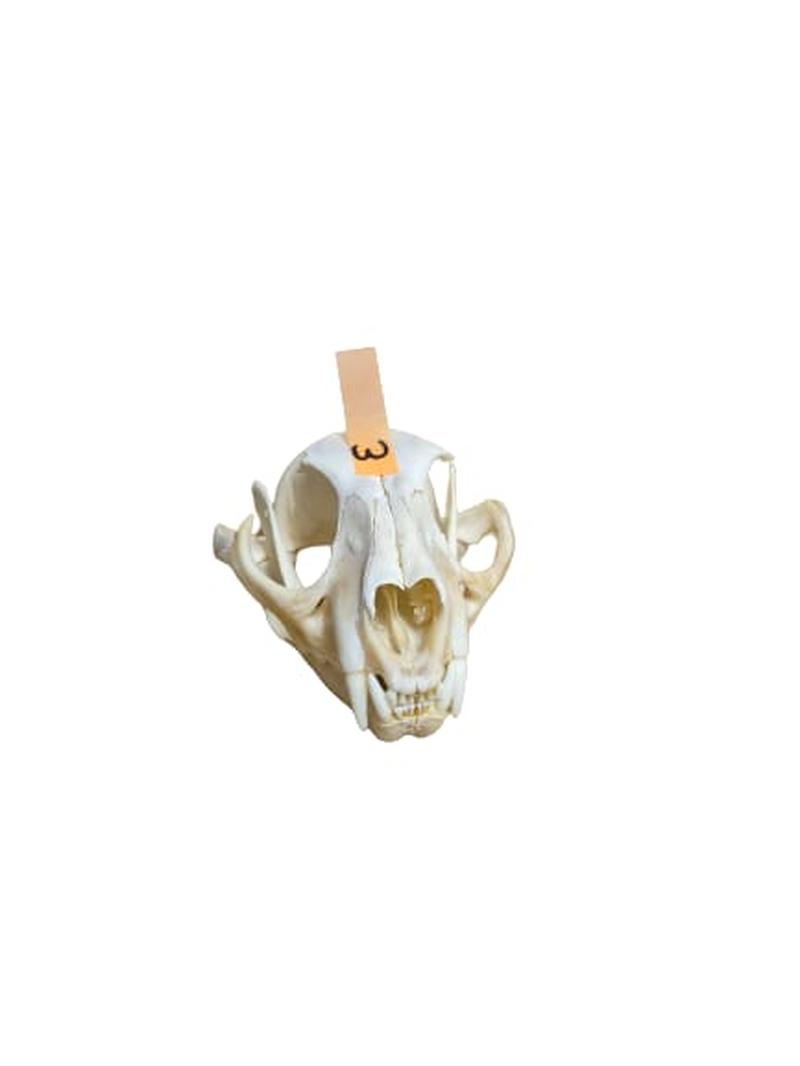 Caracal Skull - CLS003 - Image 3