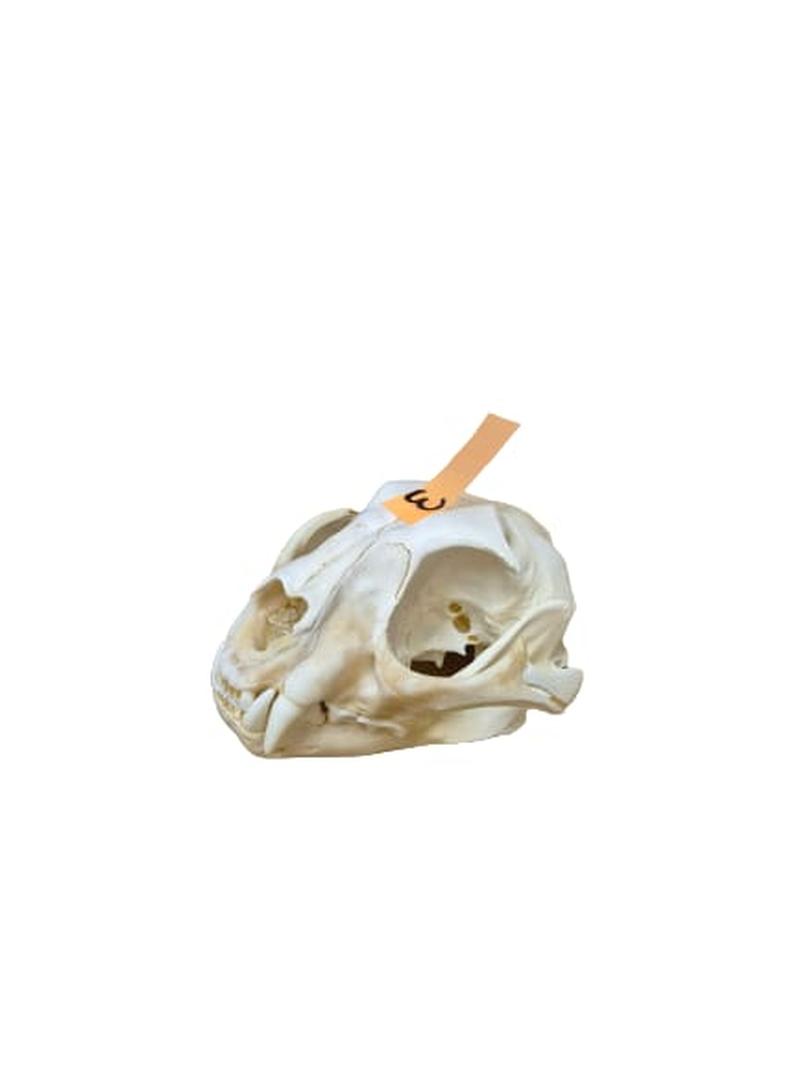 Caracal Skull - CLS003