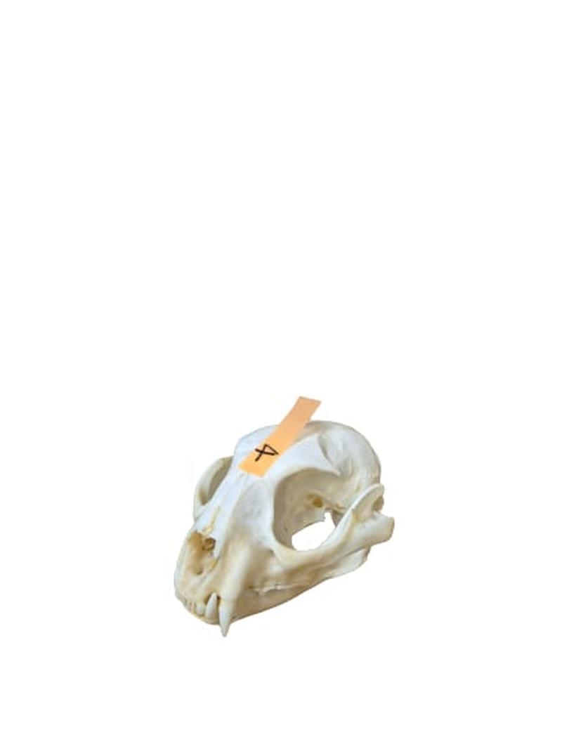 Caracal Skull - CLS004 - Image 2