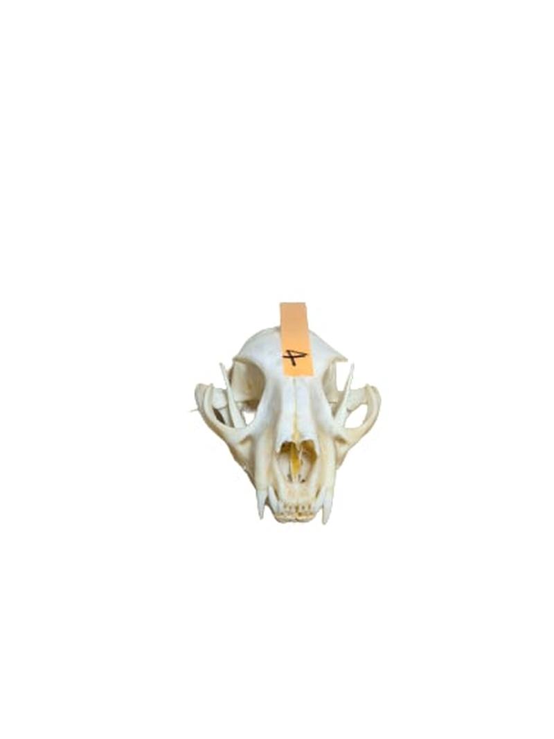 Caracal Skull - CLS004 - Image 3